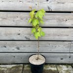 Javor červený (Acer rubrum) - výška 40-60 cm, kont. C3L